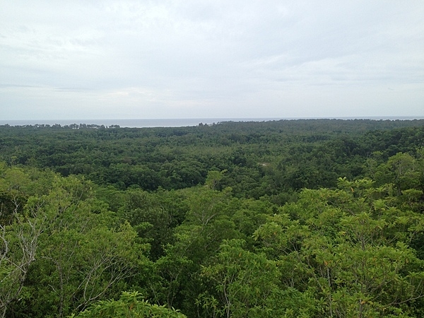 View of Peleliu from a forest ridge showing some of the dense island vegetation.