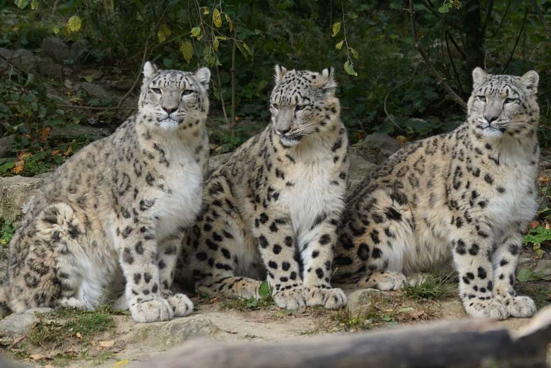 Snow leopards live in high mountain ranges such as the Himalayas, the southern Siberian Mountains in Russia, and the Tibetan Plateau.