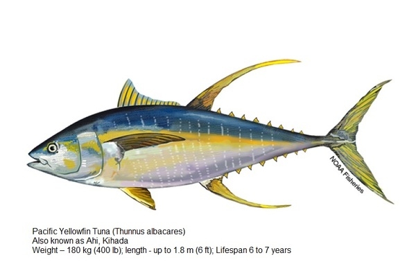 Pacific Yellowfin Tuna