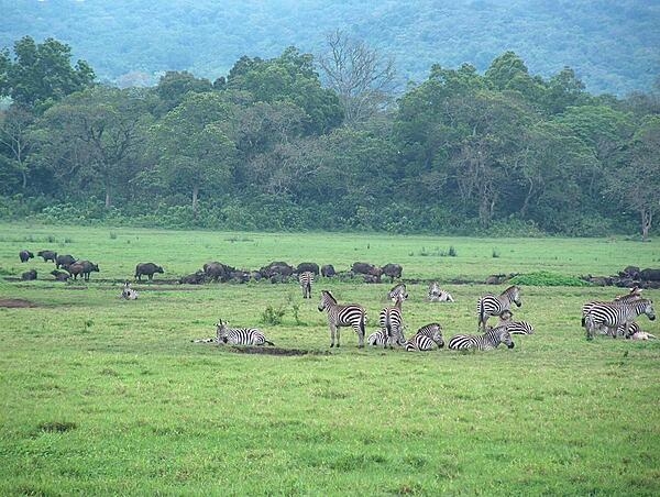 Zebras at Arusha National Park. The park covers Mount Meru, a prominent volcano (elevation 4,566 m) in the Arusha Region of northeastern Tanzania. While relatively small, the park is rich in wildlife and includes varied and spectacular landscapes.