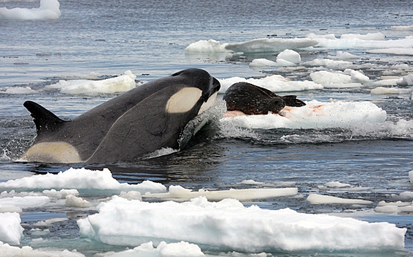 Orca, also known as killer whales, are the largest members of the dolphin family, found in all the world's oceans. This photo shows an orca hunting a Weddell seal in the Southern Ocean. Photo courtesy of the National Science Foundation Office of Polar Programs / Robert Pitman.