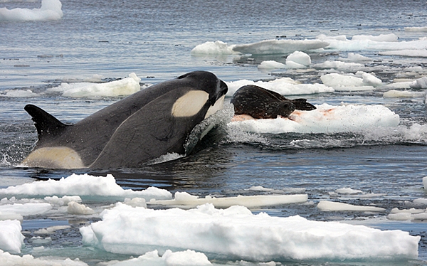 Orca or killer whales are the largest members of the dolphin family. They are a cosmopolitan species, found in all of the world's oceans. This dramatic photo shows an orca hunting a Weddell seal in the Southern Ocean. The seal has attempted to save itself by hiding on an ice floe, but orcas, one of the most intelligent of mammals, are adept at tipping or flipping floes. Photo courtesy of the National Science Foundation Office of Polar Programs / Robert Pitman.