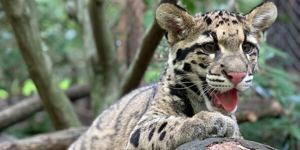 The clouded leopard is native to Southeast Asia, with one of the largest populations found in Nepal's Shivapuri Nagarjun National Park. These shy, nocturnal animals spend most of their time in trees. Photo courtesy of Smithsonian National Zoo and Conservation Biology Institute.