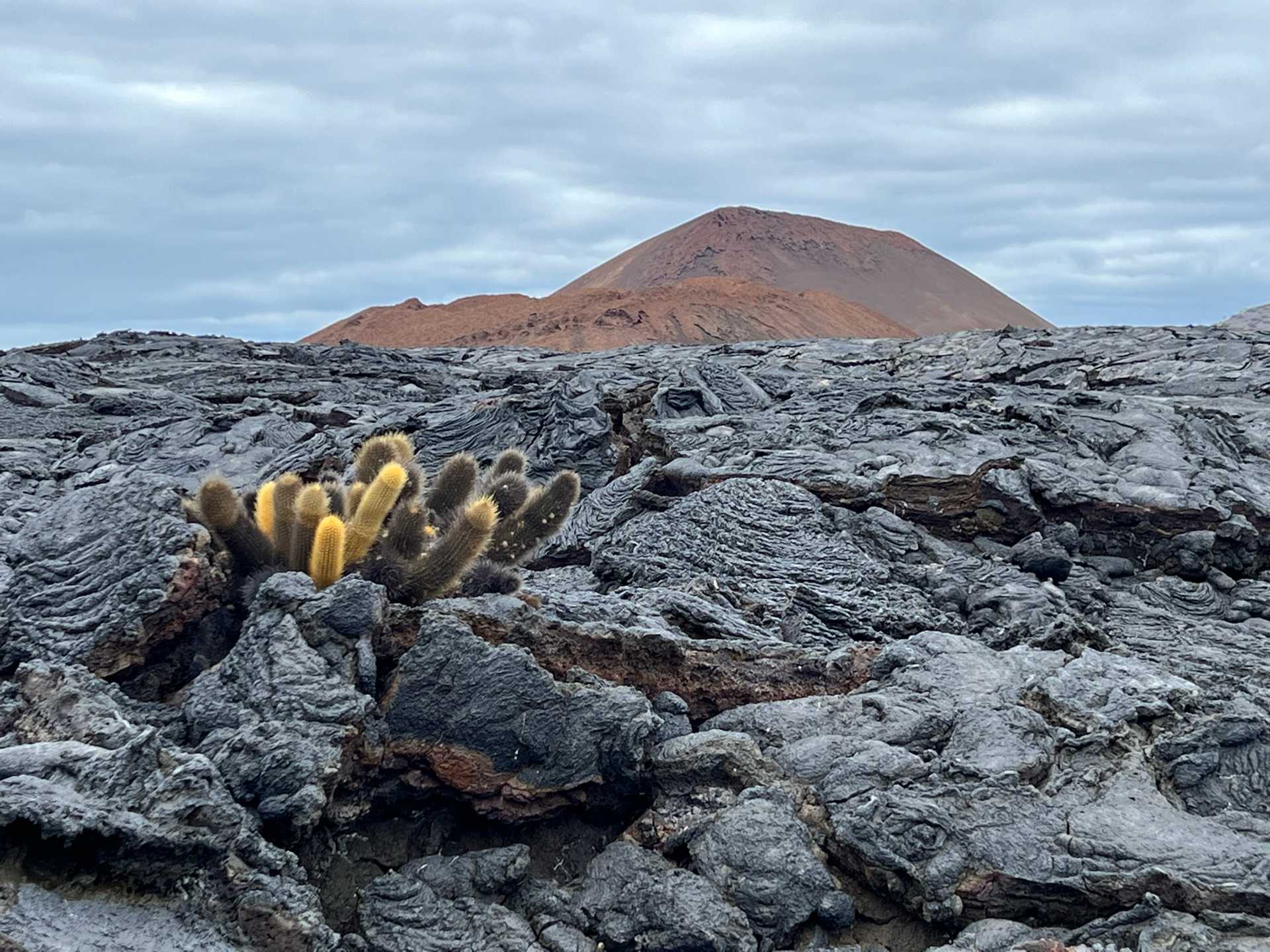 Santiago Island is an uninhabited island in the heart of the Galapagos Islands chain. Lava dominates the shoreline, creating tidal pools and narrow channels. Erosion has created some lava bridges which span waves sweeping through the inlets. The harsh environment is hostile to most plant life, but  the appropriately named Lava Cactus has gained a foothold in the midst of the flow.