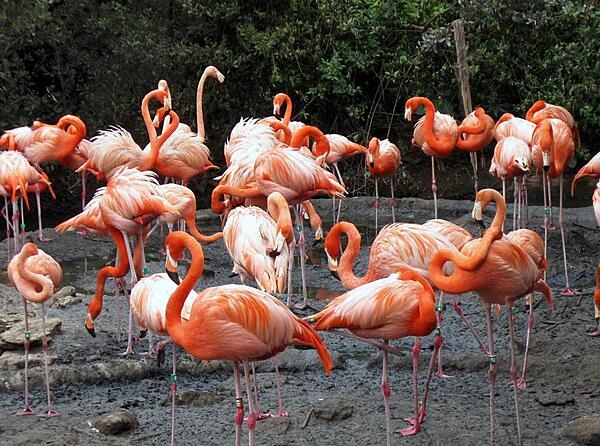 The American flamingo is one of the largest species of flamingo; an average adult stands 1.5 m (5 ft) tall and weighs 1.8-3.6 kg (4-8 lbs). These birds live in the Caribbean and along the northern coast of South America in flocks numbering in the thousands. Their bright pink color comes from their diet of algae and shrimp. The flamingo’s famous pose of standing on one leg, with their head resting on their body and their other leg tucked under the abdomen actually cuts heat loss through the legs and feet. The pictured flamingos reside at the Bermuda Aquarium, Museum & Zoo (BAMZ) which is owned and operated by the Bermuda Government. THE BAMZ is one of the world's oldest aquariums and an important center for science education, research, and species conservation.