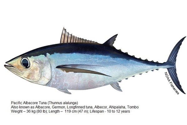 Pacific Albacore Tuna