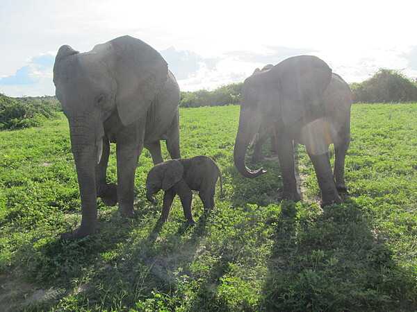Elephant family  at Chobe National Park, Botswana's first national park and also its most biologically diverse. Located in the north of the country, it has one of the greatest concentrations of game in all of Africa.