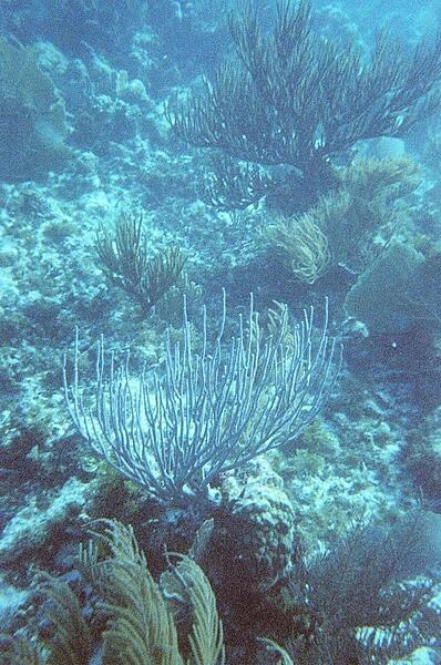 A variety of coral types beckon to snorkelers in Shoal Bay.