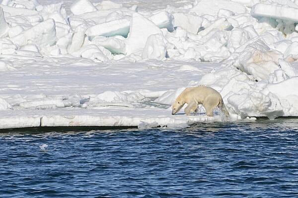 A polar bear pulls himself out of the ocean onto the sea ice. Photo courtesy of the US Geologic Survey/ Brian Battalie.