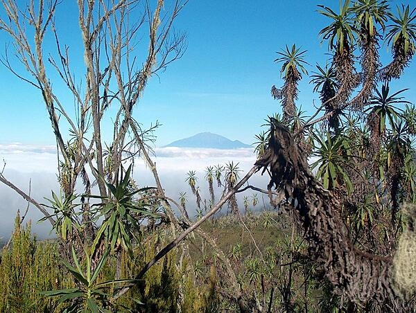 Flora around Macheme Camp, Mt. Kilimanjaro.