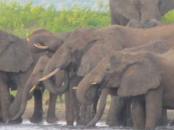 Thirsty elephants along the Chobe River in Namibia.