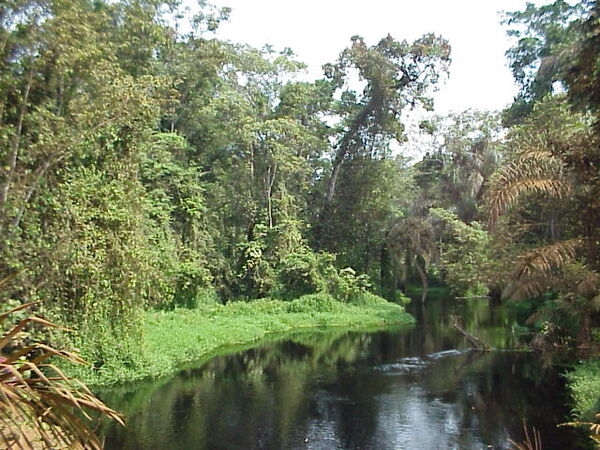 A riparian section of the Congolese forest. Such land and stream interfaces are common in the rain forest of the Congo Basin. Photo courtesy of NASA / Nadine Laporte.
