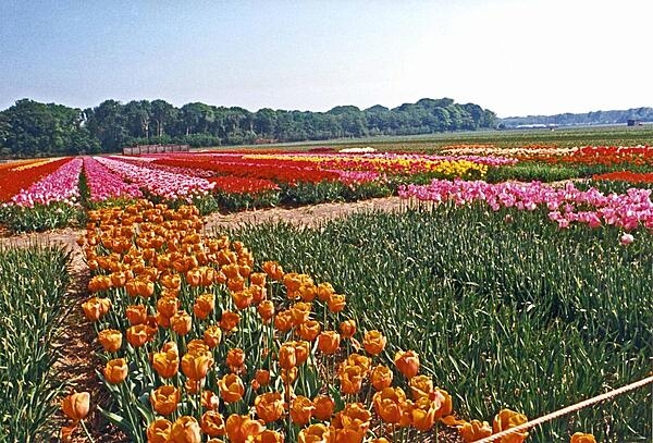 Tulip fields brighten an already sunny day. The tulip arrived from the Ottoman Empire in the 16th century and is today the symbol of the Netherlands.