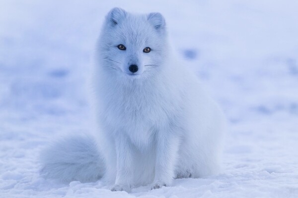 While the Arctic fox is the only mammal native to Iceland, its range also extends to Alaska, Canada, Greenland, and Russia. The Arctic fox’s coat provides some of the best insulation of any mammal fur; it is the only member of the canine family with foot pads covered in fur.