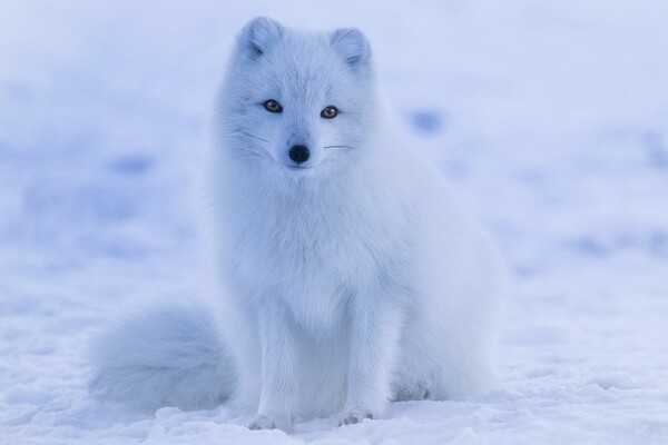 While the Arctic fox is the only mammal native to Iceland, its range also extends to Alaska, Canada, Greenland, and Russia. The Arctic fox’s coat provides some of the best insulation of any mammal fur; it is the only member of the canine family with foot pads covered in fur.