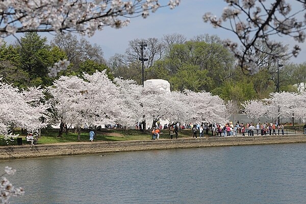 Spring is a popular time for visitors to experience the cherry blossoms and monuments that surround the Tidal Basin. The Martin Luther King Memorial appears in the background. Photo courtesy of the National Park Service.