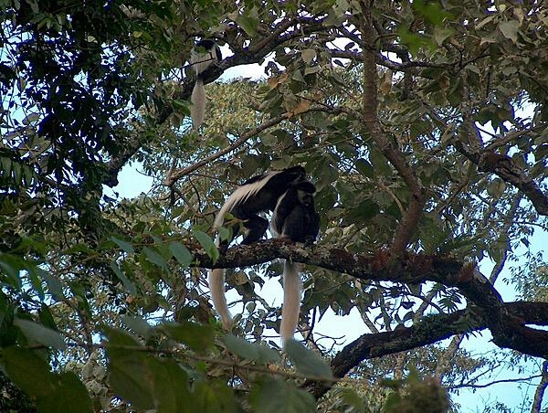 Marmosets sitting in a tree at Arusha National Park.