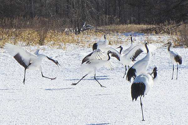 The rare red-crowned cranes at Kushiro Marsh on the island of Hokkaido, Japan. The crane population on Hokkaido is resident, but others migrate from eastern Siberia and northeastern China to the Korean peninsula and east-central China. The red-crowned crane is often considered a symbol of luck, longevity, and fidelity. Photo courtesy of the US Geologic Service/ Barnett Rattner.