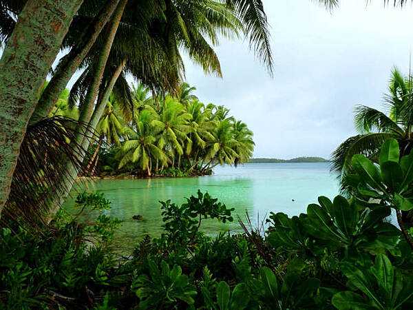 Palms drape over clear water at Strawn Island, one of more than 50 islets at Palmyra Atoll National Wildlife Refuge. Image courtesy of USFWS.