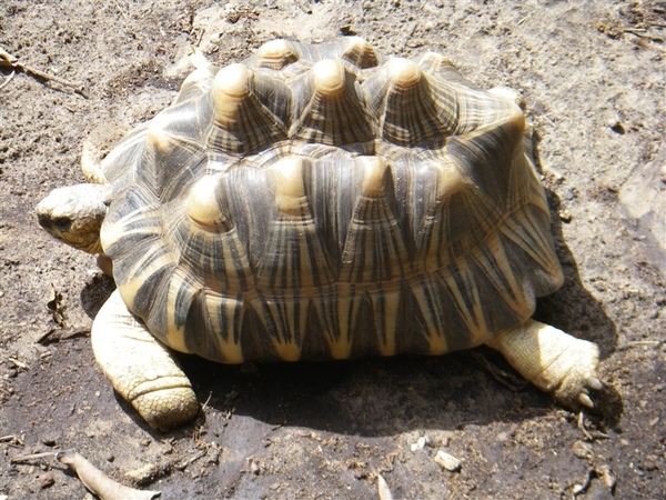 The Sulcata tortoise (Geochelone sulcata) has a very distinctive and unusual shell. This tortoise is a land-dwelling reptile native to Senegal and other parts of Northern Africa. It is the largest mainland species of tortoise in Africa and the third-largest in the world. The Sulcata tortoise is considered an endangered species, facing threats from resource competition, wildfire destruction of their grassland habitat, the illegal pet trade, predators, and climate change.   Photo courtesy of NOAA.