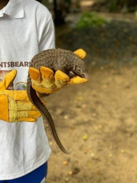 The Liberia Wildlife Sanctuary rescues animals, such as this pangolin, from being poached for bushmeat or sold or kept  as pets. The ultimate goal of the Sanctuary is releasing the animals back into the wild or more protected areas.