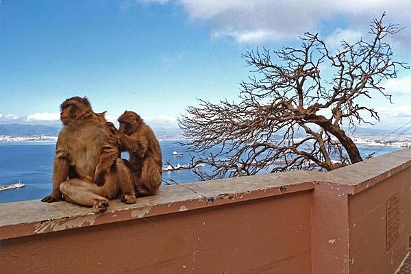 Barbary Macaques are ubiquitous in Gibraltar; here two are grooming. Gibraltar Harbour is in the background.