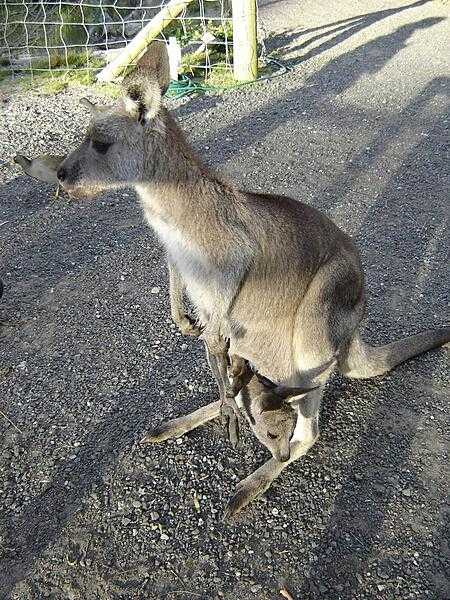 Often mistaken for kangaroos, the smaller wallabies abound in Australia; this one has a baby (joey) in its pouch.