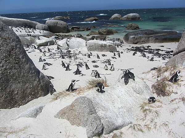 The African penguin is also called the black-footed penguin, Cape penguin, or jackass penguin (due to its mating call resembling a braying donkey), and it is the only penguin species that lives on the African continent, mainly along the coast of South Africa and Namibia. Pictured are African penguins at the Boulders Penguin Colony in Table Mountain National Park.