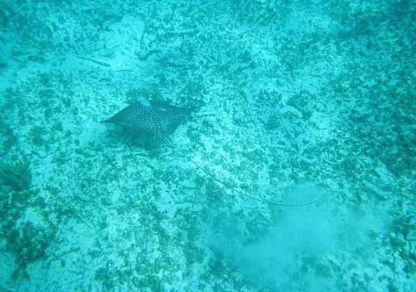 A stingray in Shoal Bay. Snorkeling is a popular activity around the island due to the presence of many reefs teeming with wildlife.