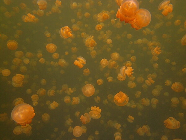 Located on Eil Malk island, Jellyfish Lake is an unusual marine lake that is poplated almost exclusively by two species of jellyfish: golden and moon jellyfish. Eil Malk is part of the Rock Islands, a group of small, rocky, mostly uninhabited islands in Palau's Southern Lagoon, between Koror and Peleliu. Millions of golden jellyfish migrate horizontally across the lake daily. Although Jellyfish Lake is connected to the ocean through fissures and tunnels, the lake is sufficiently isolated and the conditions are different enough that the diversity of species in the lake is greatly reduced from the nearby lagoon.