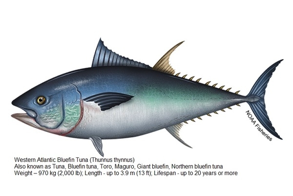 Western Atlantic Bluefin Tuna