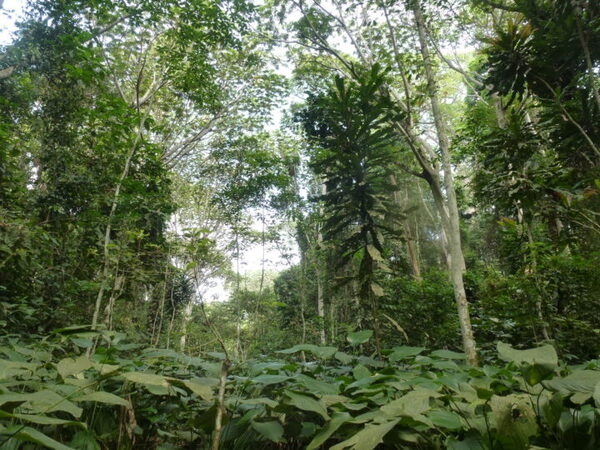 Deforestation rates can be mitigated if a logging company abandons or closes roads. Abandoned roads reduce human traffic and allow vegetation to regrow. The image shows an abandoned road that is overgrown with regenerating trees and plants. The plant species pictured are popular for gorillas to feed on and can help restore the gorillas’ natural habitat. Photo courtesy of NASA / Fritz Kleinschroth.