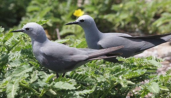 Blue noddies typically remain near their breeding colonies year-round, and are rarely found far from land. Image courtesy of the US Fish and Wildlife Service.