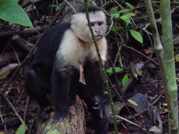 A monkey in Manuel Antonio National Park.