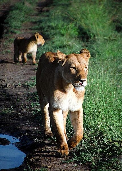 Although all of the &quot;Big Five&quot; (lion, elephant, buffalo, rhinoceros, and leopard) may be seen in the Masai Mara National Reserve, it probably is most famous for its lions. In this photo, a mother and her playful and easily distracted cub walk directly toward a stationary safari vehicle.
