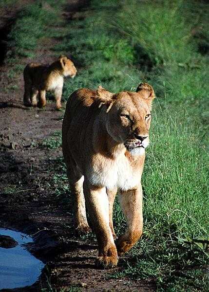 The Masai Mara National Reserve in Kenya is famous for its lions. In this photo, a mother and her cub walk toward a stationary safari vehicle.