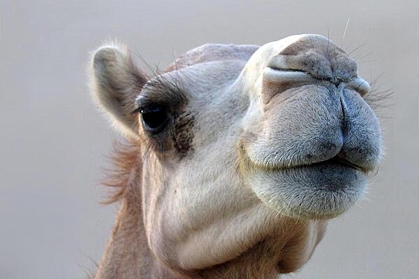 Abu Dhabi camel.