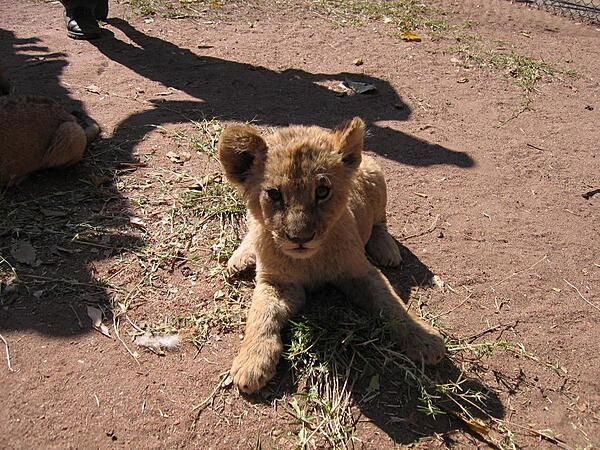 Inquisitive cub in a lion reserve in Harare.