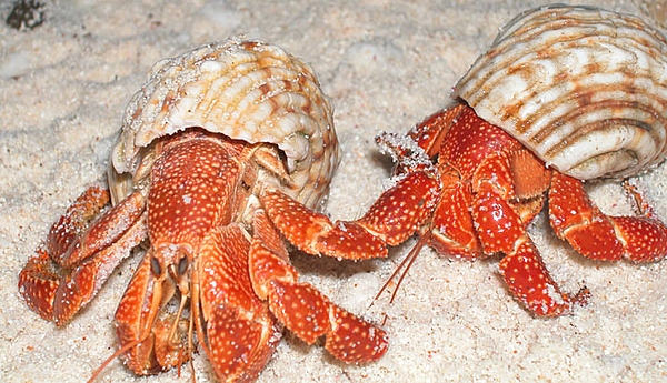 Two hermit crabs on Baker Island. The crabs have soft exoskeletons and rely on the scavenged abandoned shells of marine snails for their protection. There are over 800 species of hermit crab, all of which must occupy shelter produced by other organism or risk being defenseless. Image courtesy of the US Fish and Wildlife Service.