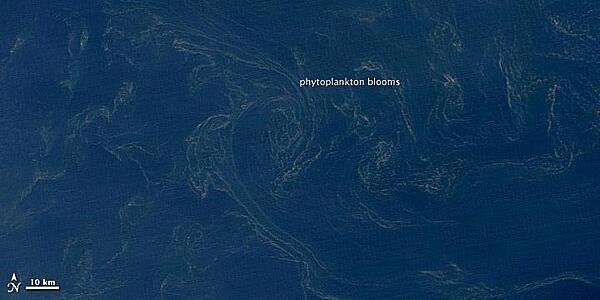 An enlargement of part of the previous image showing swirls of phytoplankton mats. Photo courtesy of NASA.