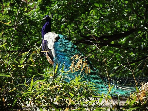A peacock in the Tiergarten Schoenbrunn (Zoo) in Vienna, Austria. Founded originally as an imperial menagerie in 1752 on the grounds of Schoenbrunn Palace, the Tiergarten was opened to the public in 1778 and is today the oldest zoo in the world.