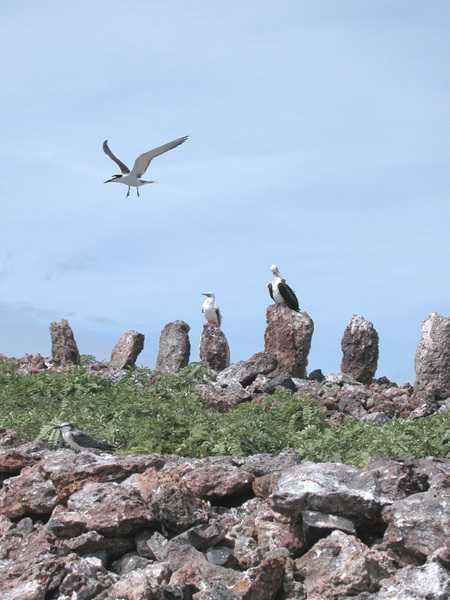Ancient upright stones (or "heiau" in Hawaiian) on Necker Island (Mokumanamana) in the Hawaiian Islands are part of an archaeological site. Photo courtesy of NOAA / Andy Collins.