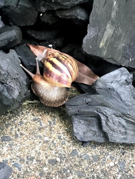 Liberia is one of the countries where Giant African land snails (Achatina) are found. They are known to grow up to 30 cm (1 ft) in length and can be found in the dense tropical rain forests.