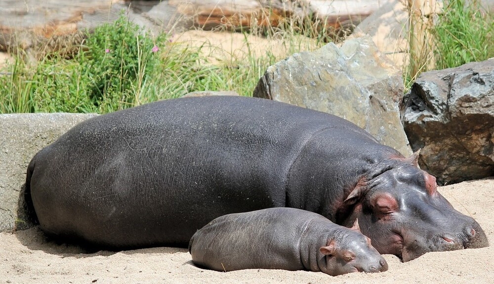 Hippos are found throughout sub-Saharan Africa, primarily in Zambia and Tanzania. The name hippopotamus is Greek for “river horse,” because hippos live in and around rivers, lakes, and mangroves, using the water and mud to protect their sensitive skin from the sun.