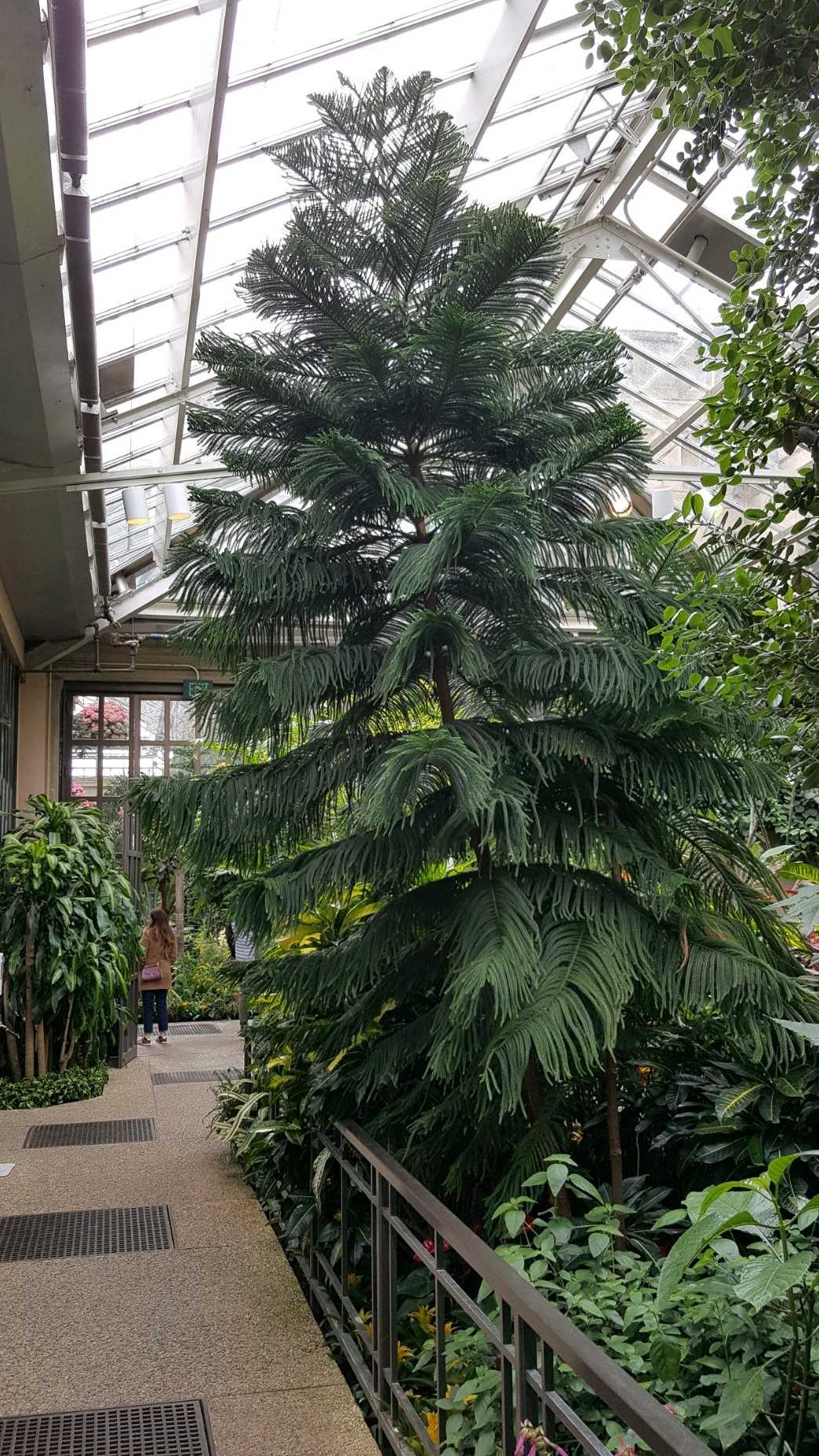 The Norfolk Island pine is a species of conifer native to Norfolk Island. The tree is slow-growing and in its natural habitat can reach 60 m (200 ft), with a straight trunk often measuring 3 m (10 ft) in diameter.  Because it resembles a Christmas tree, it's a popular gift during the holiday season.