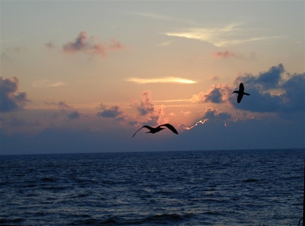 Sunset and birds at Clipperton Island. Photo courtesy of NOAA / Juan Carlos Salinas.