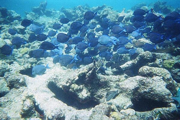 A school of fish parades before a coral mount in Shoal Bay.