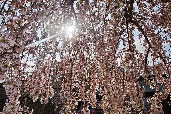 Tidal Basin weeping cherry blossoms in sunlight. Photo courtesy of the National Park Service.