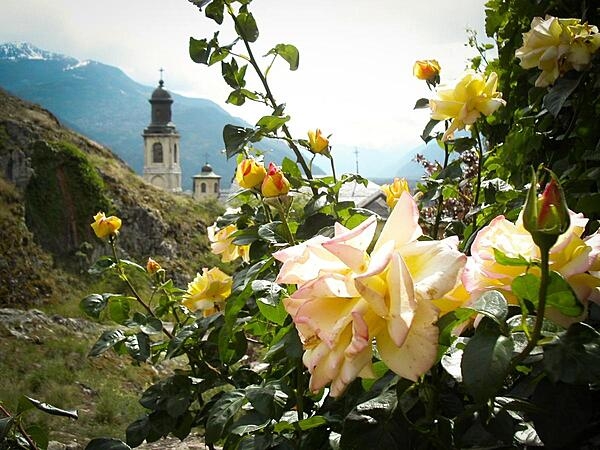 Rosebuds reach for the heavens near a church in the valley town of Sion.