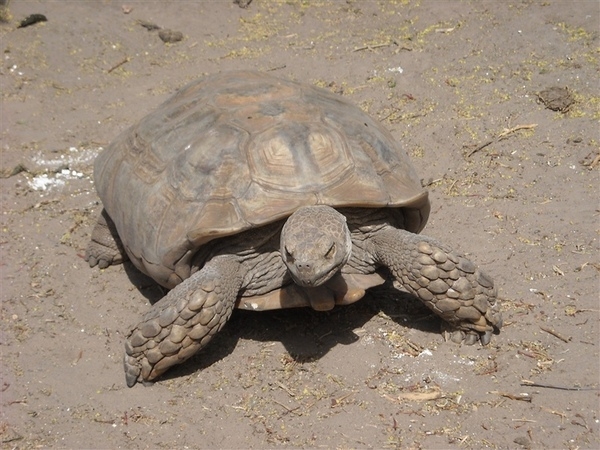 A sulcata tortoise (Geochelone sulcata), a land-dwelling reptile native to Northern Africa. Ridges less pronounced than in previous photo. Photo courtesy of NOAA.